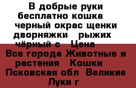 В добрые руки бесплатно,кошка,2.5черный окрас,щенки дворняжки,3 рыжих 1 чёрный,с › Цена ­ - - Все города Животные и растения » Кошки   . Псковская обл.,Великие Луки г.